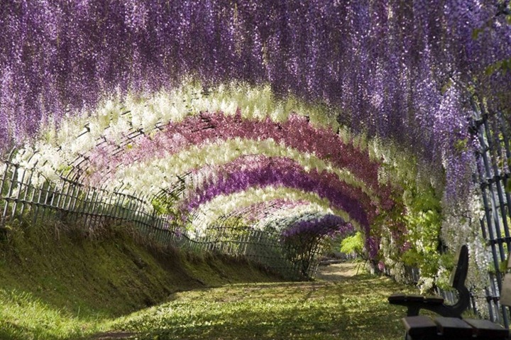 тоннели из глициний в Японии