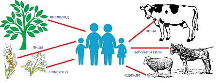 Составьте схему роль животных в природе